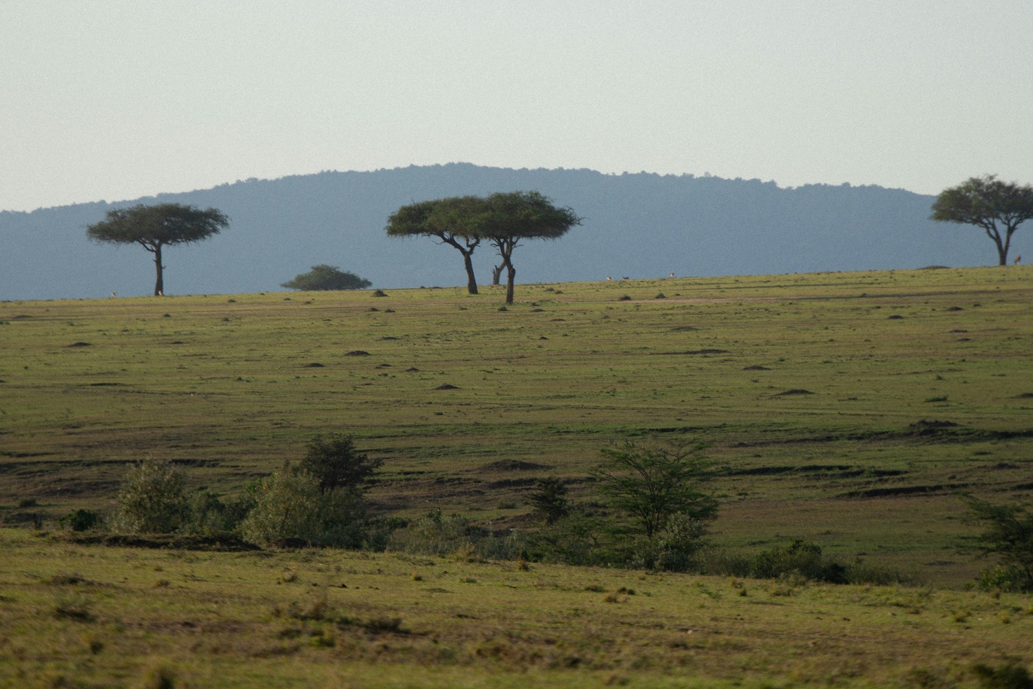 Paysage typique du Kenya lors d'un safari.