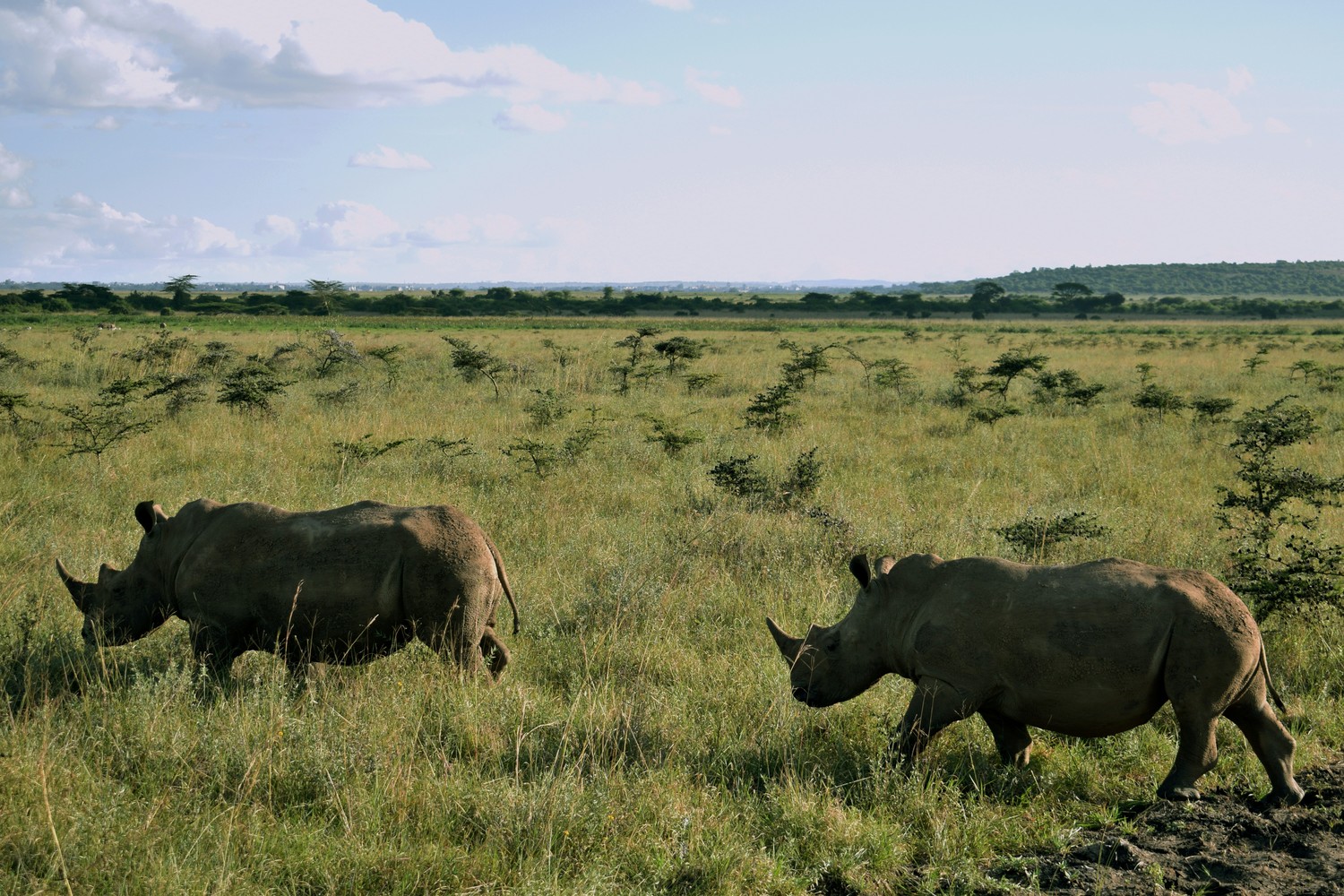 Rhinocéros au Kenya.